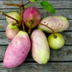 Akébia trojpočetná (Akebia trifoliata) - výška 60-80 cm, kont. C2L